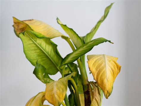 chanel plants|chenille plant leaves turning yellow.